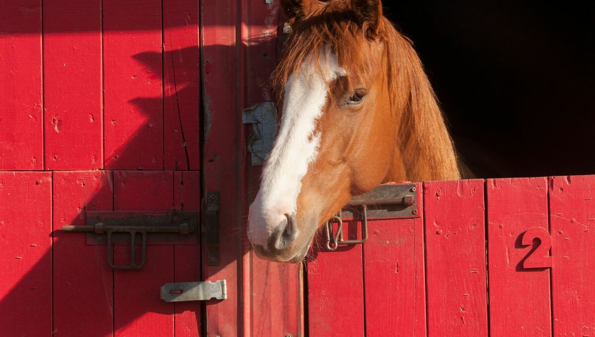 franceinter's tweet photo. Des chevaux exportés par avion depuis la France pour en faire des sushis au Japon

Retrouvez la chronique de @hugoclement ➡️ https://t.co/lBIhq6bNWe https://t.co/7KXYjVvJXC