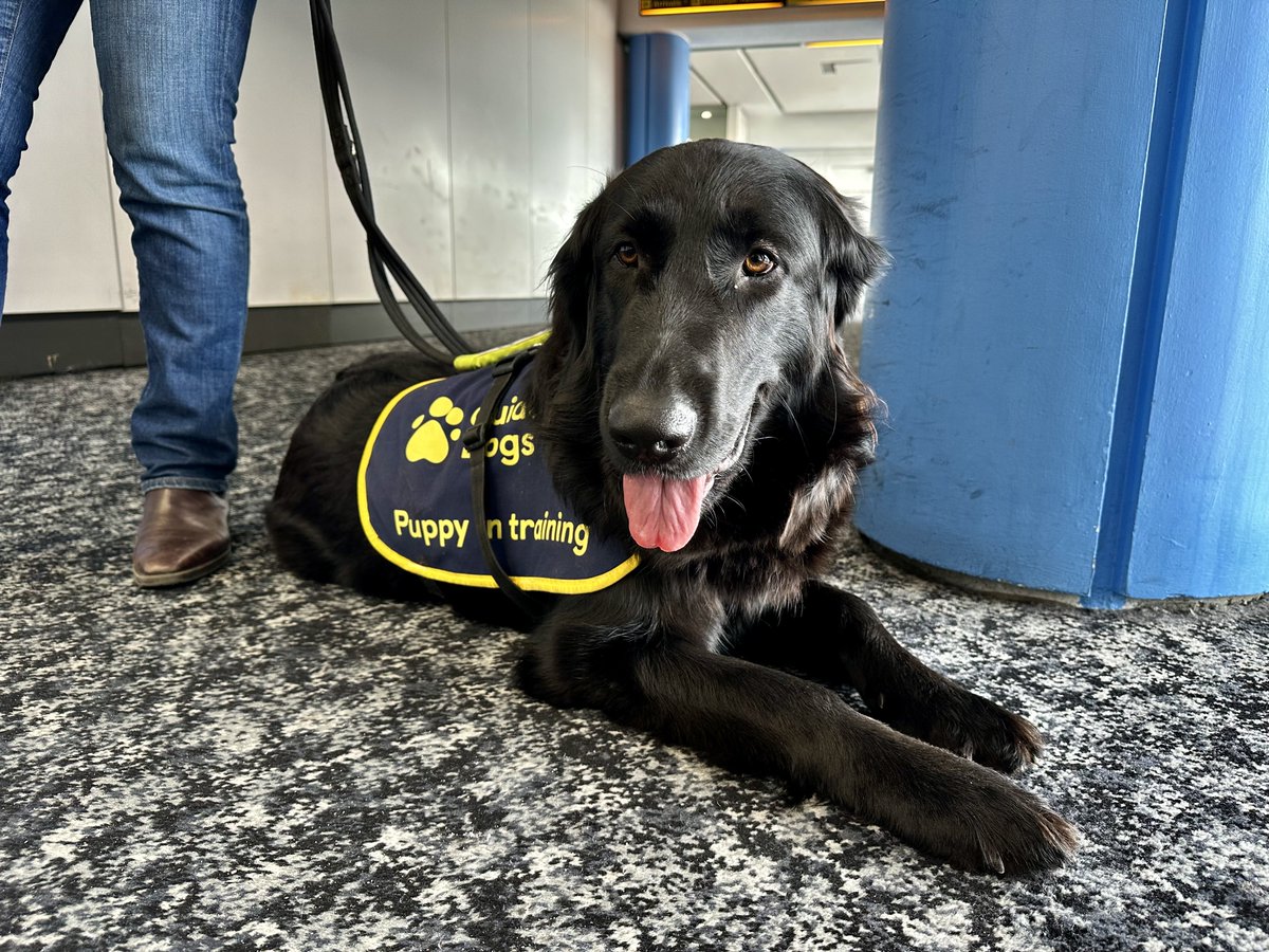 STN_Airport's tweet photo. It's #InternationalGuideDogDay, and @STN_Airport welcomed some very special 'pawsengers' this week! 🐾 

7 Guide Dog puppies em-BARK-ed on the customer journey, exposing them to the busy airport environment. ✈️

The 🐶's will soon be a companion to someone living with sight loss. https://t.co/LCrN1we07s