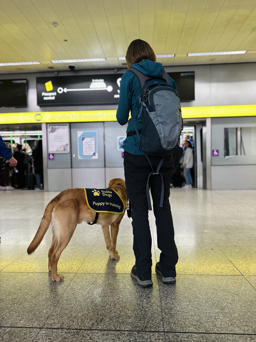 STN_Airport's tweet photo. It's #InternationalGuideDogDay, and @STN_Airport welcomed some very special 'pawsengers' this week! 🐾 

7 Guide Dog puppies em-BARK-ed on the customer journey, exposing them to the busy airport environment. ✈️

The 🐶's will soon be a companion to someone living with sight loss. https://t.co/LCrN1we07s
