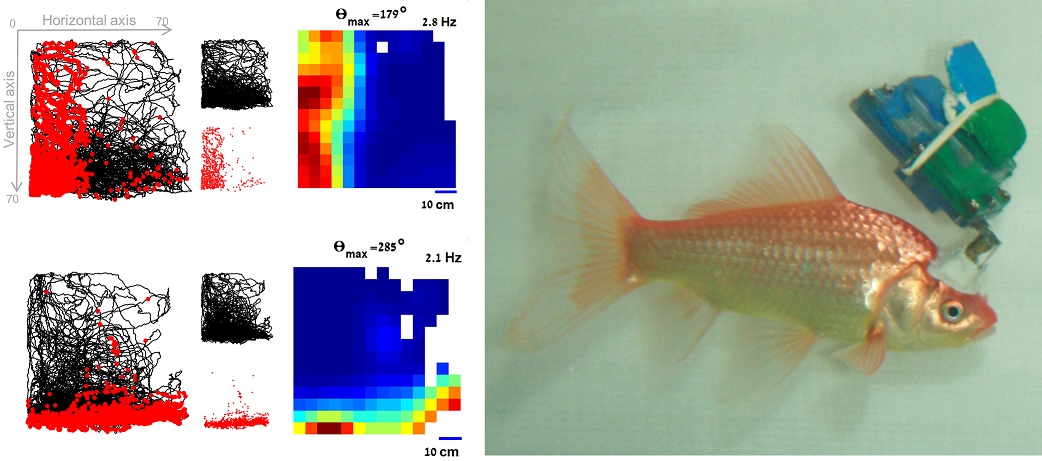 PLOSBiology's tweet photo. How #fish #navigate: boundary vector cells in the central #telencephalon of #goldfish enable a unique encoding of position, documented here by Lear Cohen, @ronen_segev &co for the first time in #teleosts, the largest group of vertebrates #PLOSBiology https://t.co/u6KRMPz4JL https://t.co/Y5j252VpnA