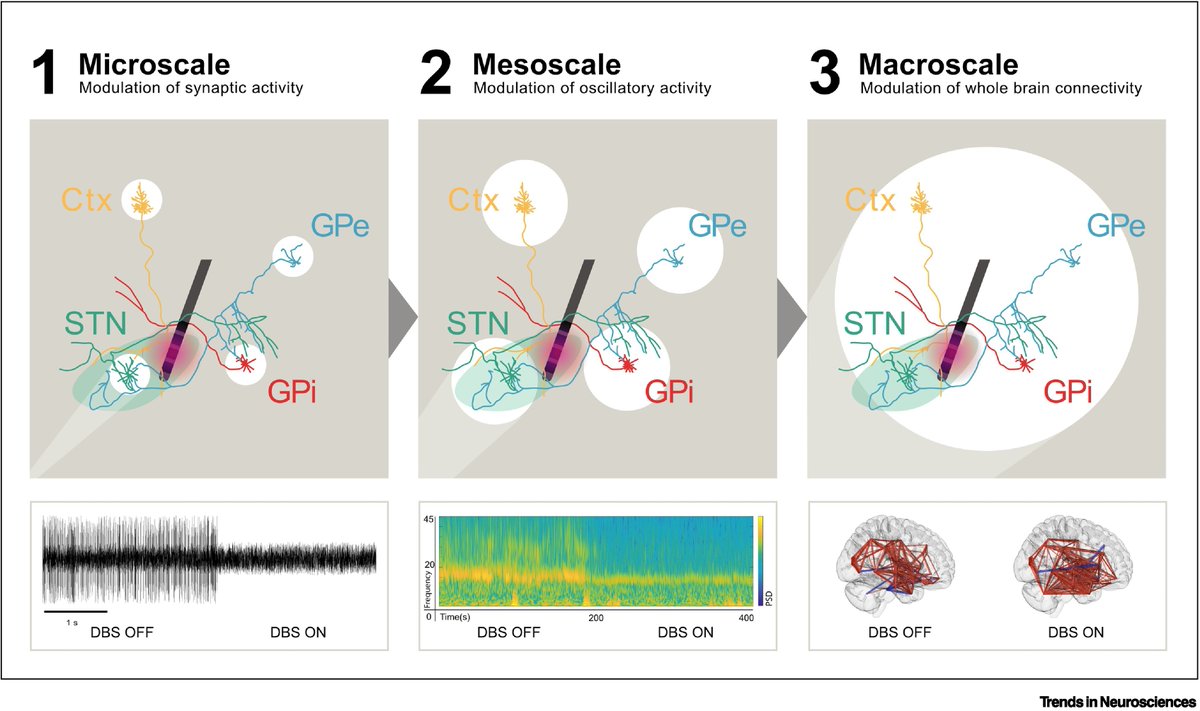 Trends in Neurosciences tweet media
