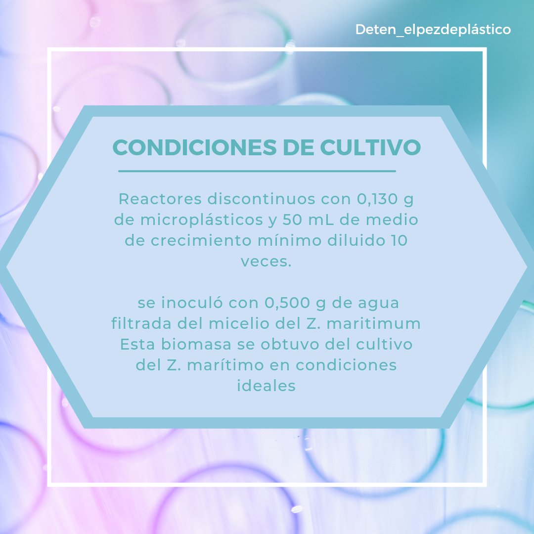 detenpezplastic's tweet photo. Estas son las condiciones de cultivo del hongo zalerion maritimum, ya que así lo hicieron los expertos @Educaixa 
¡¡¡¡A SALVAR EL MUNDO!!!! #educaixa #detenelpezdeplastico #campuseducaixa #campusbarcelona #zalerionmaritimum https://t.co/GruhOtqdZ7