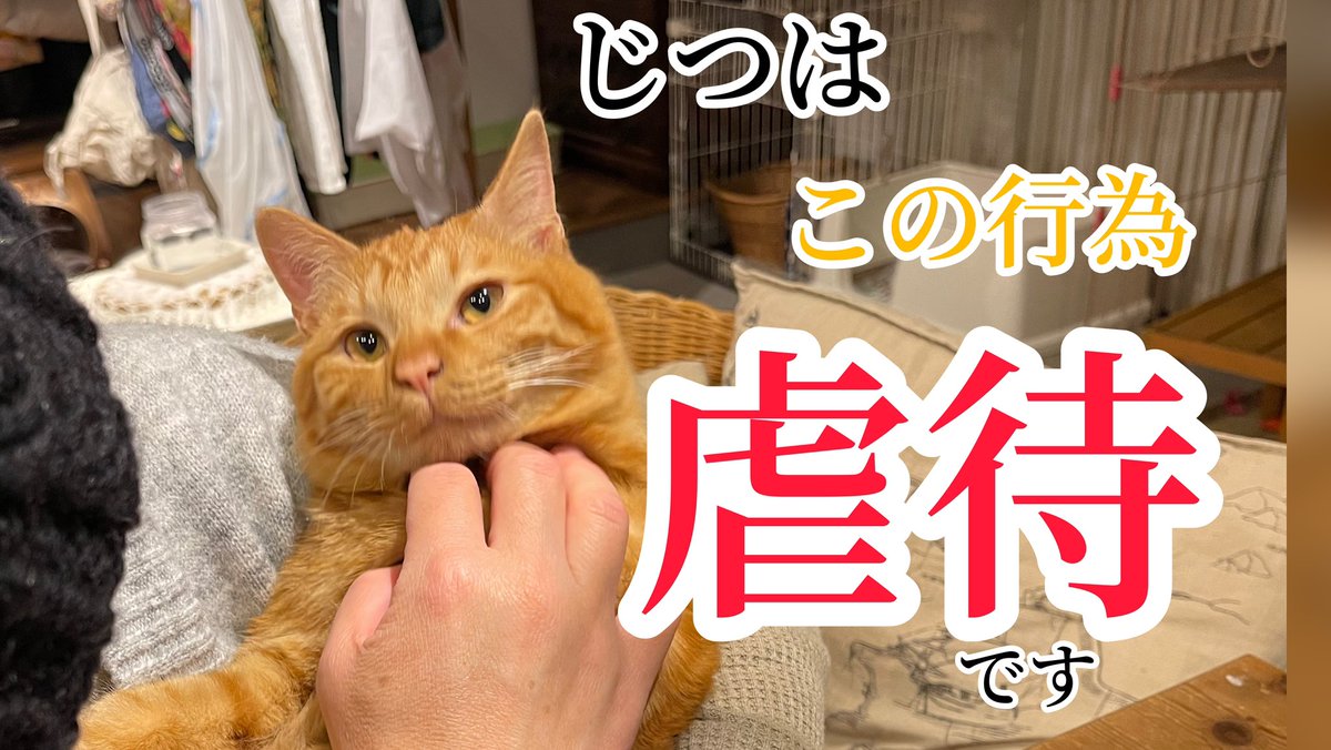 猫田さん 猫21匹の下僕 (@necotasan22) / Posts / X