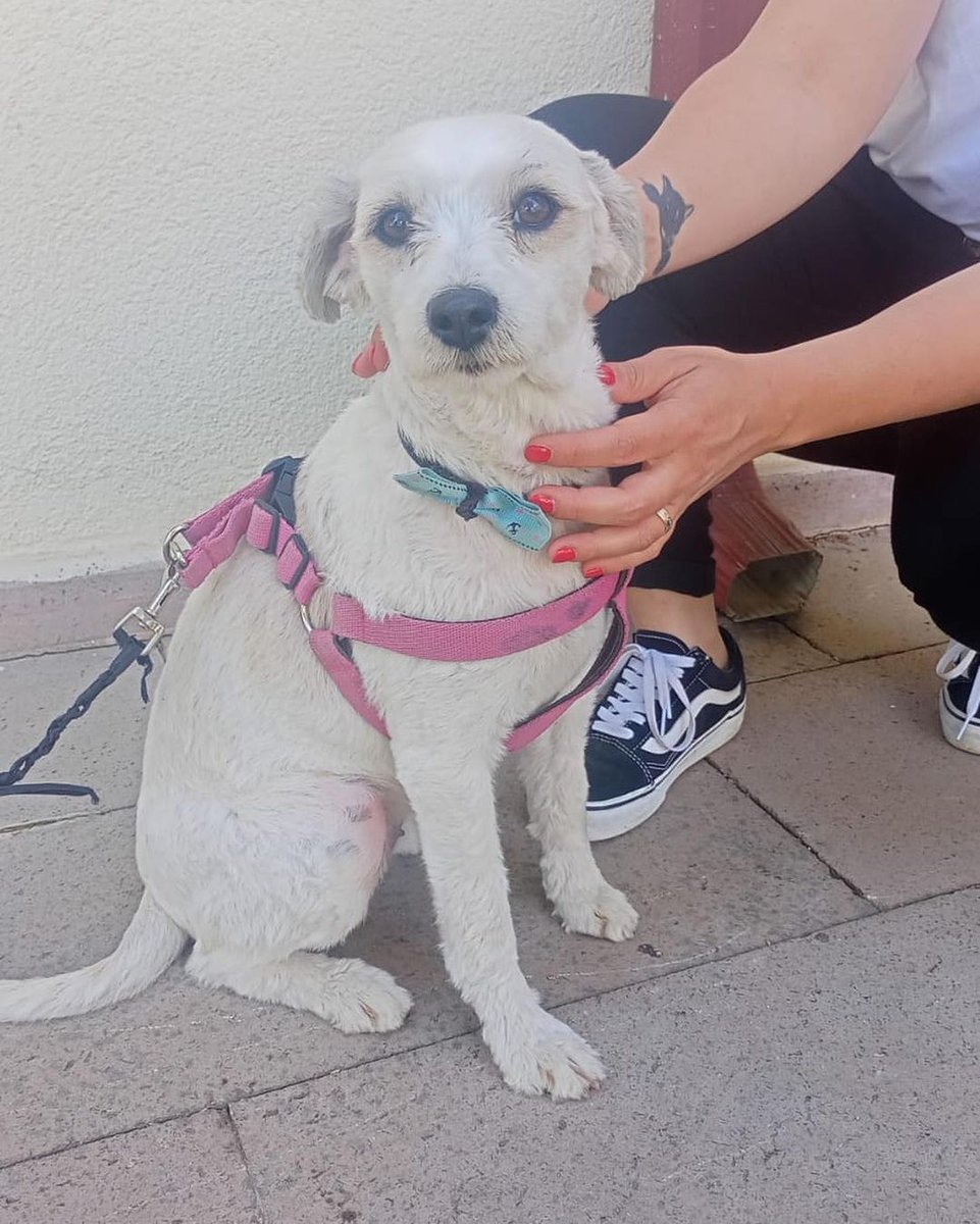 🐾YUVA ARANIYOR🐾
ADI:Venüs Dişi kısır 4 yaşında.Terrier, 9 kilo.
3 aylıkken doğduğu evinden şiddet gördüğü için kurtarılmış.Dünya tatlısı çok sevgi dolu bir can. Tuvalet eğitimi var.Yasadigi şiddet sonrası oluşan travmadan dolayı sokakta çok nadir üniformalı ve şapkalı kişilere