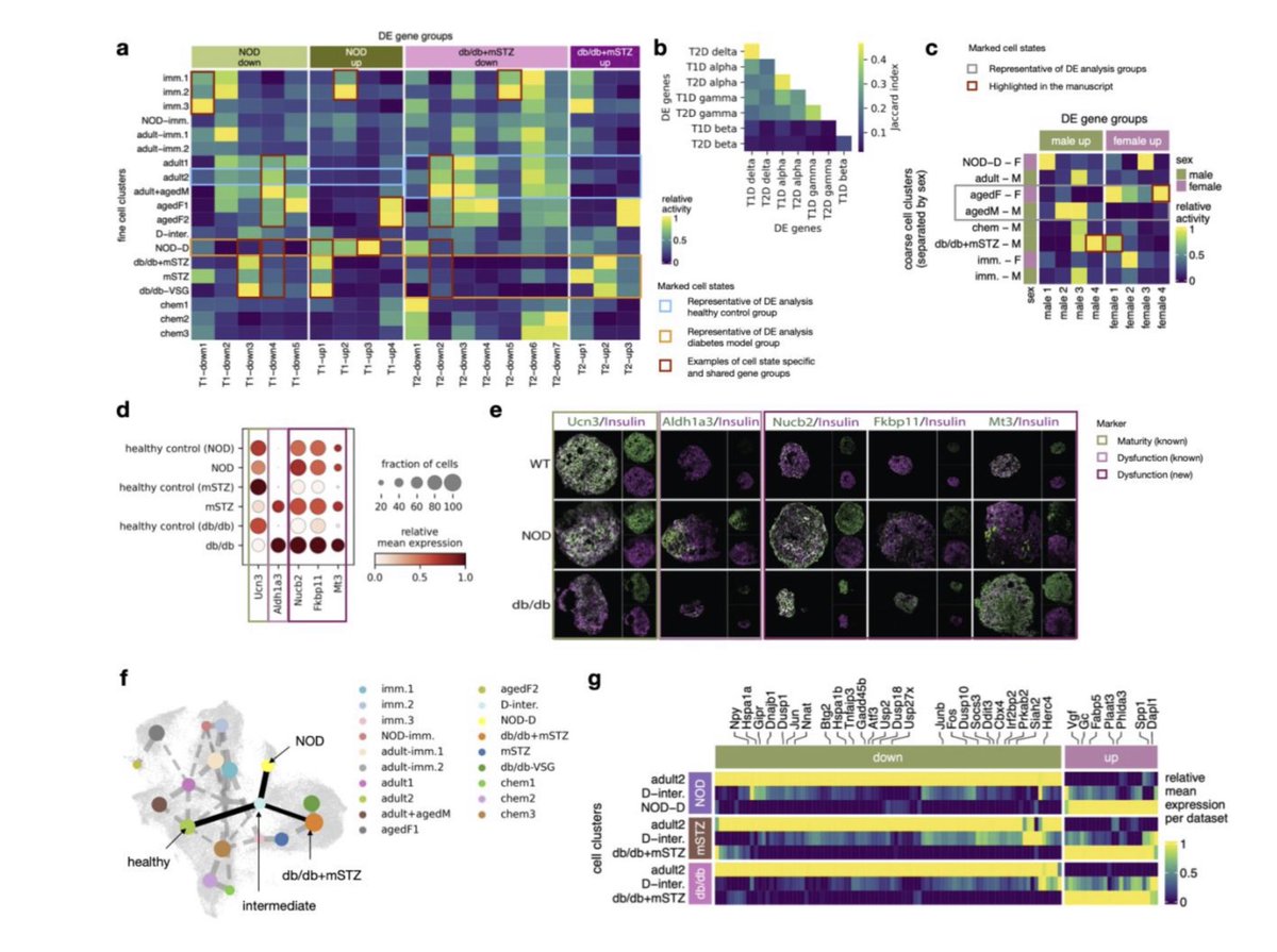 Are we approaching peak #singlecell #islets #diabetes A cross data set roadmap for the understanding of β-cell plasticity, compensation, and demise <a href="/LickertHeiko/">Heiko Lickert</a> <a href="/fabian_theis/">Fabian Theis</a> biorxiv.org/content/10.110…
