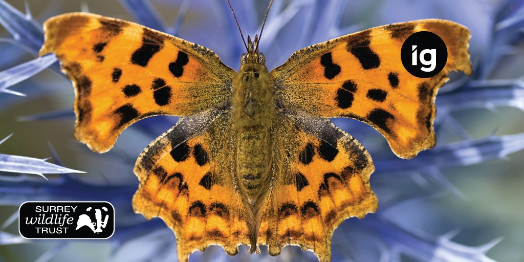 InfographicsUK's tweet photo. #IG is supporting @SurreyWT's #PollinatorAppeal - helping bees, bugs + butterflies to thrive! We've pledged to help whilst working with @SurreyFRS. Already @FireWatch_IT clients, #SFRS selected our #PreventandProtect software for #prevention and #protection https://t.co/3OtP35jvyt