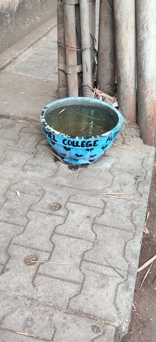 WATER for animals! Excellent initiative by students and management of Mount Carmel College in B'lore. I hope all colleges follow their footsteps to create awareness and love towards the voiceless.#compassion #voiceless #coexist #strays @gauri_maulekhi @joedelhi @pfaindia