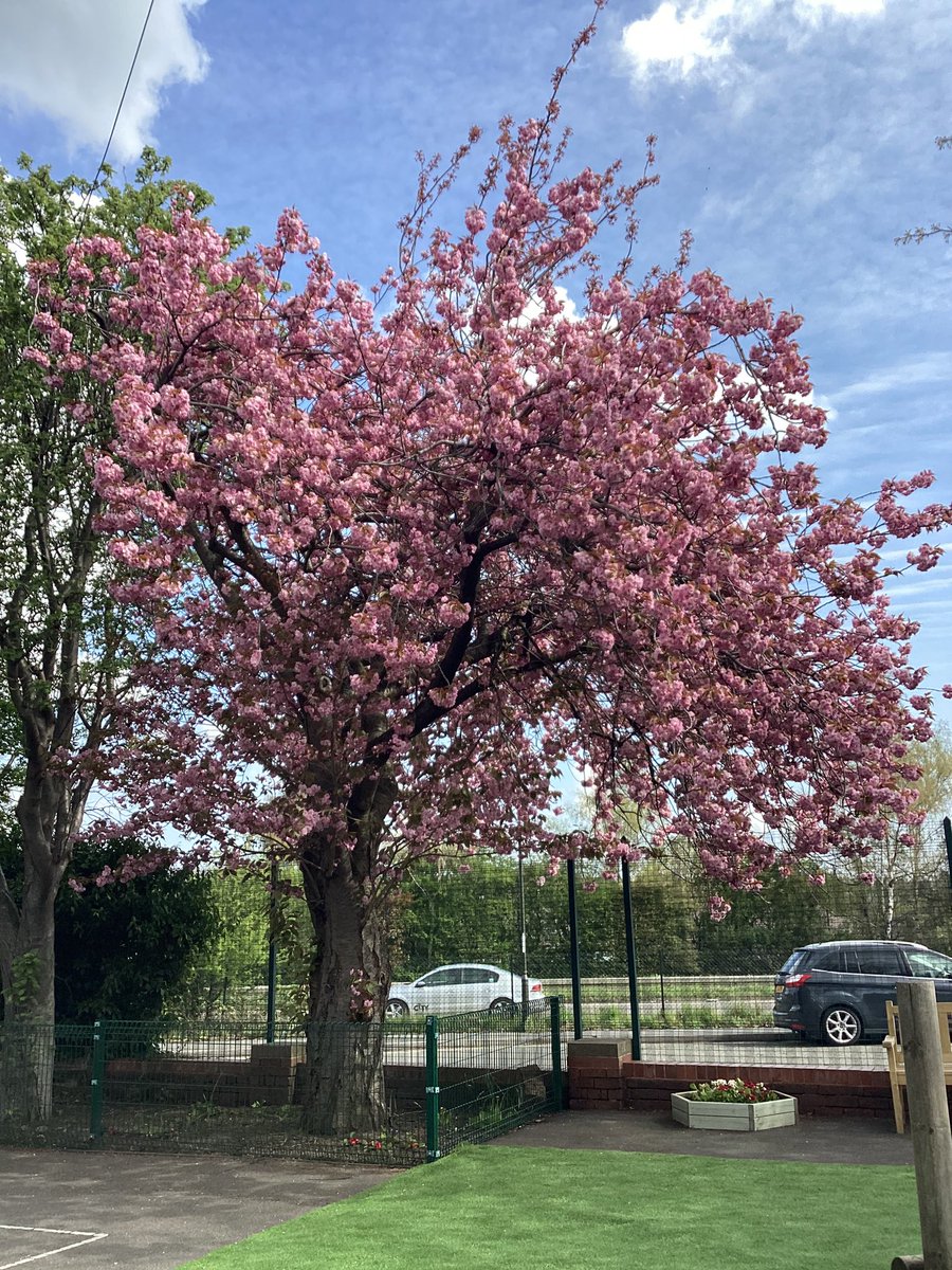 Our blossom tree is in full bloom #wenurturewethriveweblossom