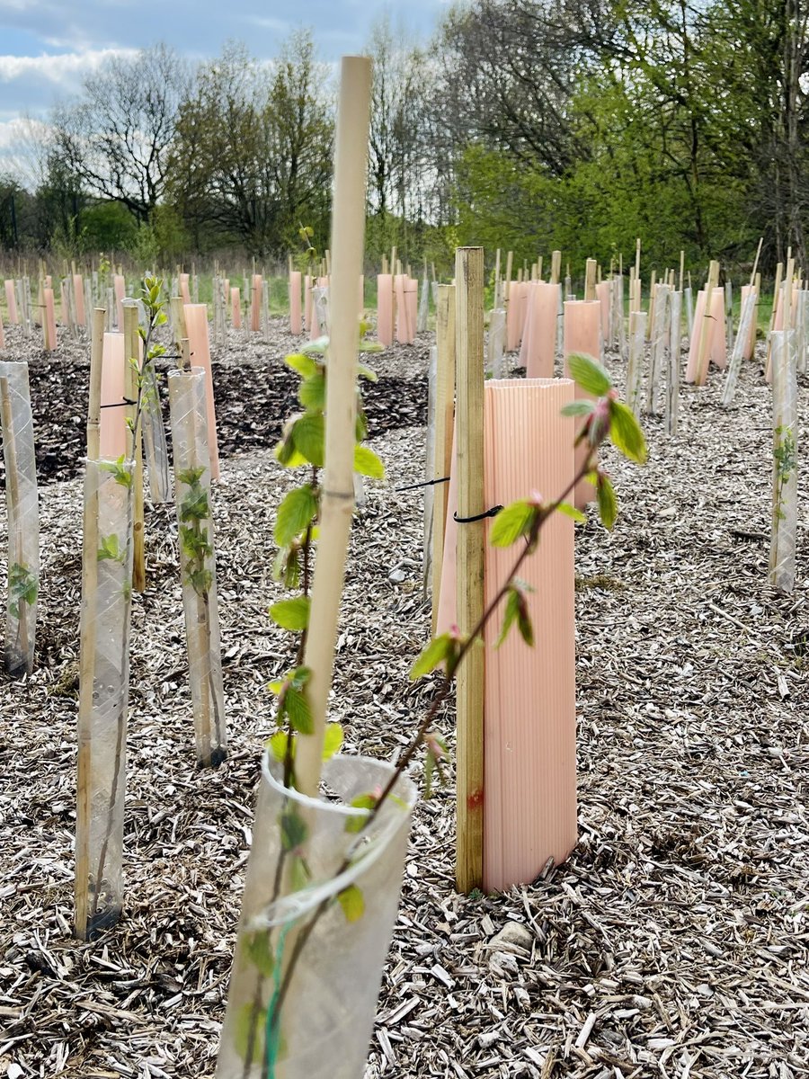 WParentpartners's tweet photo. A trip to the Tiny Forest! Those tiny trees are doing so well! 🌱#future #climatechange @earthwatch_org @TransitionWilms @wilmslowhigh #childrenarethefuture  @The1975 @whsforestschool @wilmslow_news #tinyforest @LJnatural https://t.co/xEtUdNEfBI