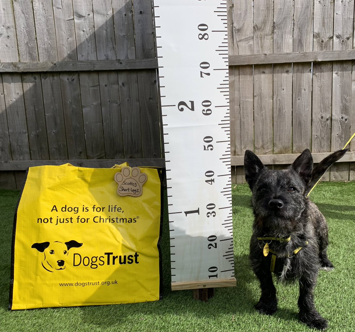 DT_WestCalder's tweet photo. Scotty Shortlegs 🐾 was supaw excited to be the next dog adopted through our ‘The Long and The Short of it’ promotion 🥰

Standing at 1 1/4 ft tall 🐶

After a busy morning packing his bag, it was time for him to head home 🏡 💛

@dogstrust #BigYellowBagDay #Bagpacked https://t.co/DdWjCREONt