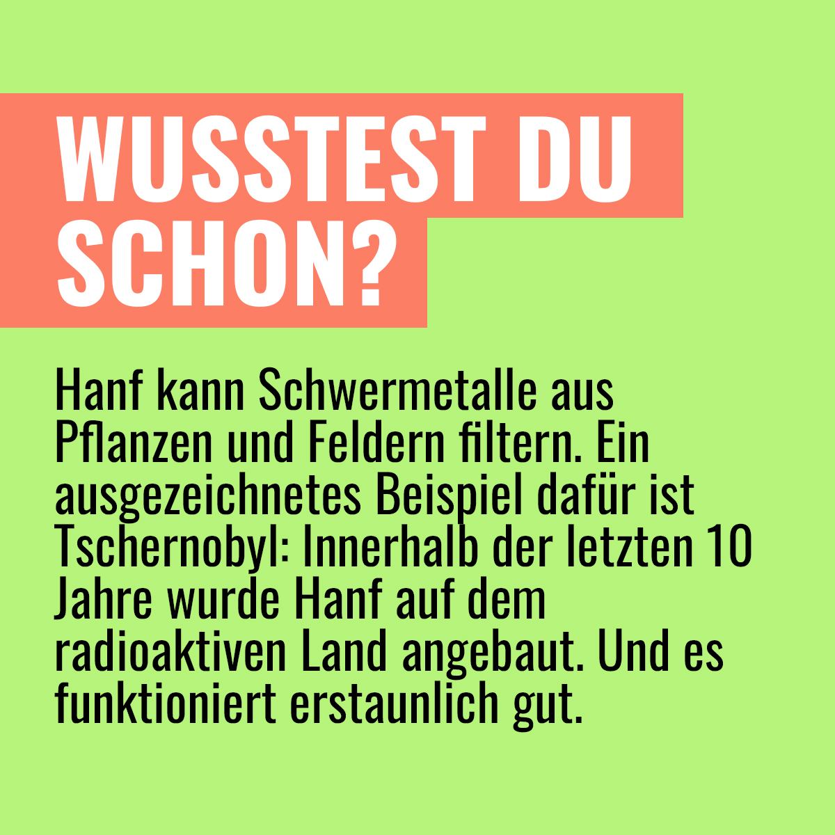 myweedo's tweet image. 🌱 Cannabis ist bekannt für seine reinigenden Kräfte: Wissenschafter sprechen von Phytosanierung. Die Pflanze hat bis zu 2,5 Meter tiefe Wurzeln, wächst wie Unkraut und nimmt toxische Stoffe auf.

#weedo #myweedo #wusstestduschon #cannabis #schongewusst #goodtoknow #hanf #weedmob