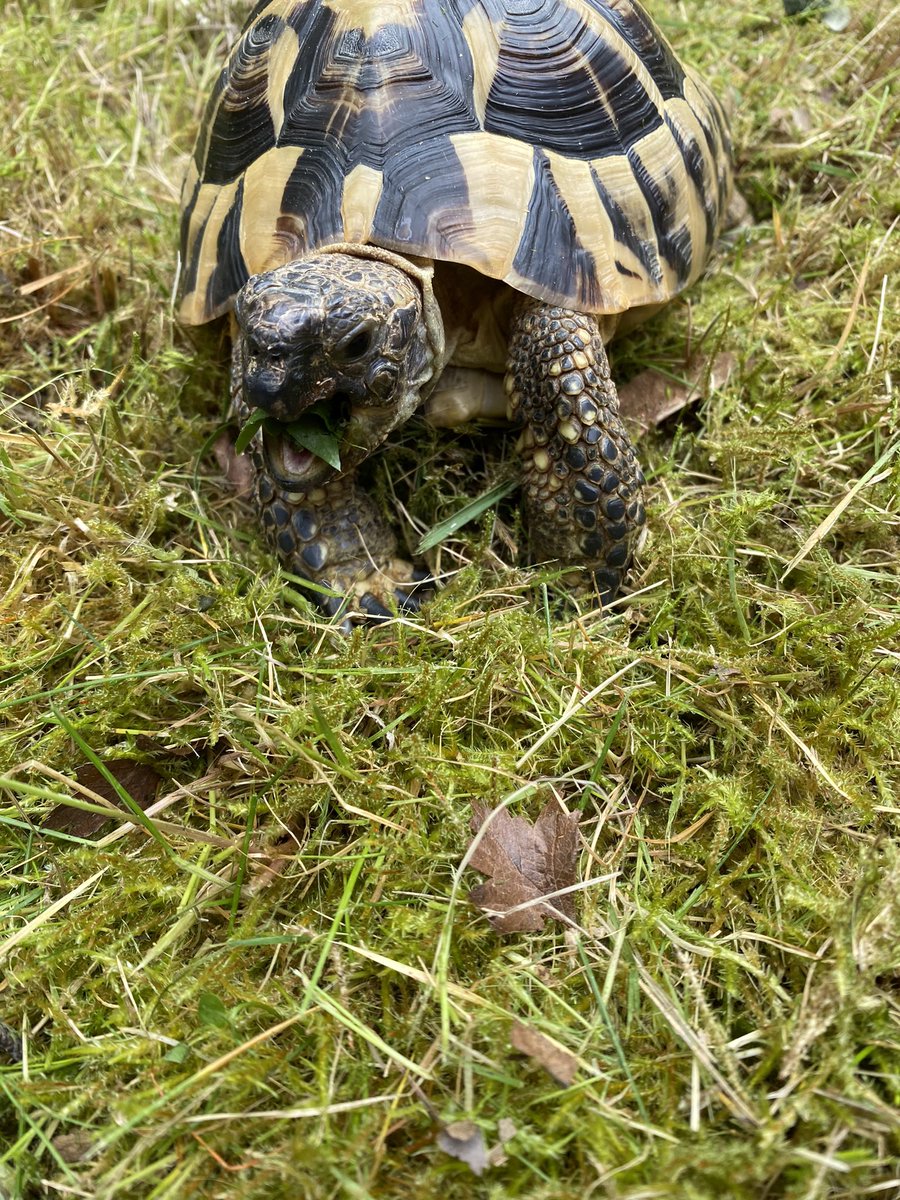 Elcop32's tweet photo. Some gardening with the human and then a dandelion leaf as a reward. Hand fed I might add. Look at my smug face after #flash #tortoise #dandelionleaf #smugface π’β‘οΈπππ https://t.co/r0R8WNCY6s