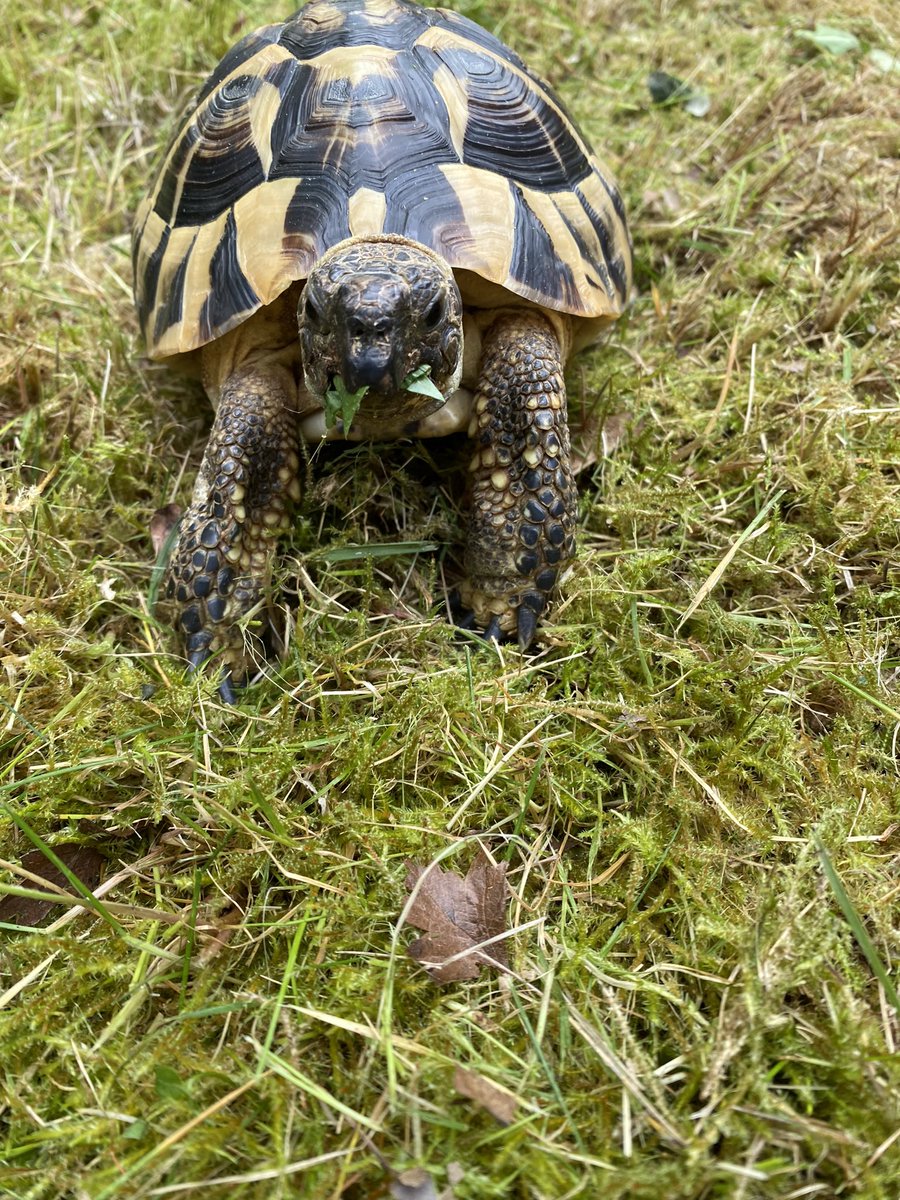 Elcop32's tweet photo. Some gardening with the human and then a dandelion leaf as a reward. Hand fed I might add. Look at my smug face after #flash #tortoise #dandelionleaf #smugface π’β‘οΈπππ https://t.co/r0R8WNCY6s