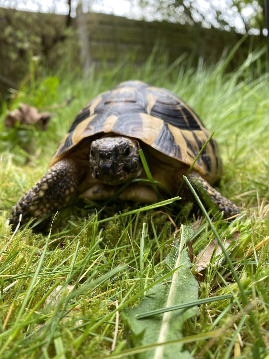 Elcop32's tweet photo. Some gardening with the human and then a dandelion leaf as a reward. Hand fed I might add. Look at my smug face after #flash #tortoise #dandelionleaf #smugface π’β‘οΈπππ https://t.co/r0R8WNCY6s
