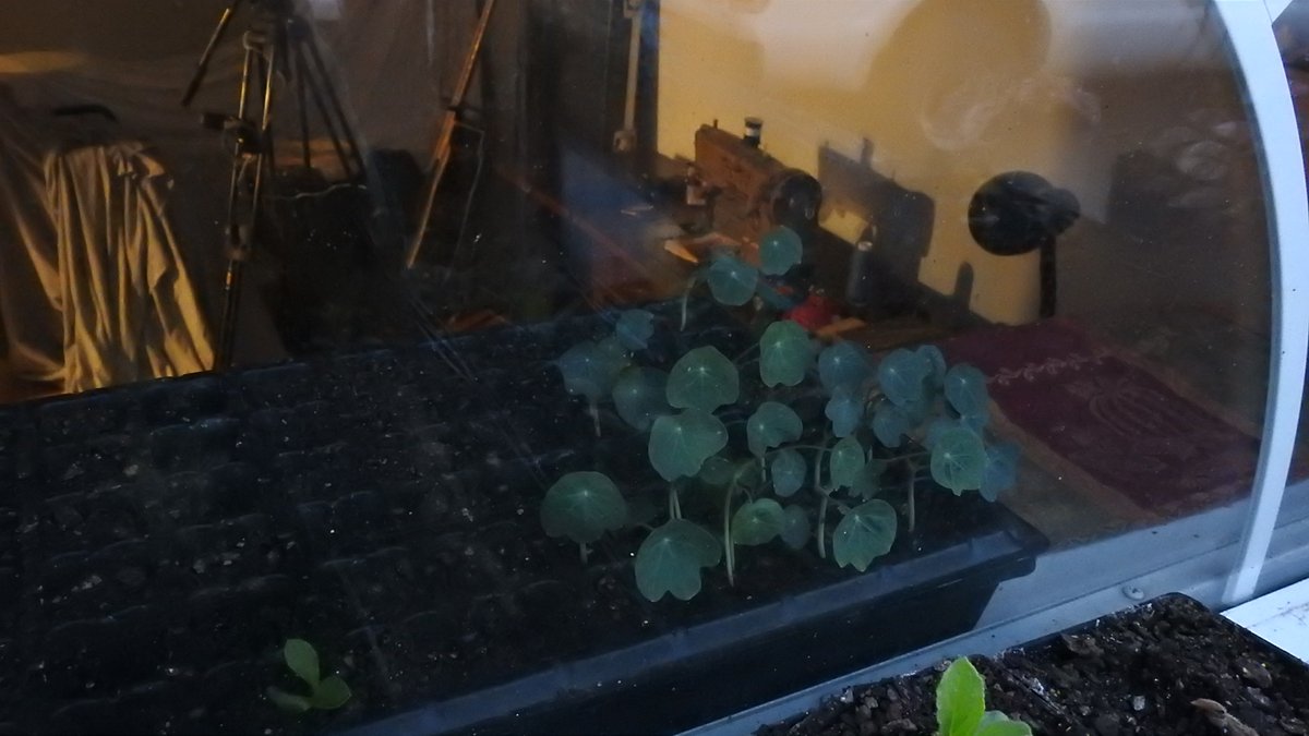 GraveyardPirate's tweet photo. Minimal Pests Companion Planting. ๐ฅฌNo Chemicals! Basils Borage Sages Nasturtiums will be mixed in throughout. ๐
Organic Fertilizers and Compost Tea Explosions! Bursts of Flavor & Maximum Nutrition!
Where there's a will there's a way. ๐งโ๐พ#MyConcreteJungle
#GoDoThis โฌ๏ธโฌ๏ธโฌ๏ธ https://t.co/VcUuMI15iI