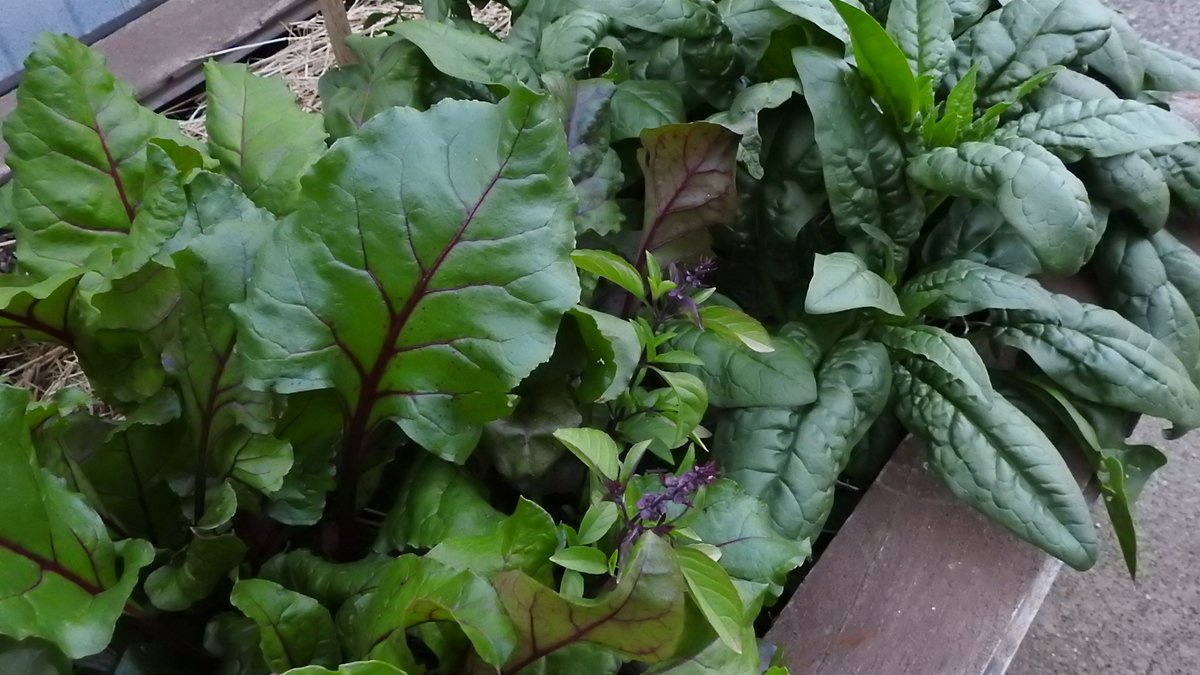 GraveyardPirate's tweet photo. Minimal Pests Companion Planting. ๐ฅฌNo Chemicals! Basils Borage Sages Nasturtiums will be mixed in throughout. ๐
Organic Fertilizers and Compost Tea Explosions! Bursts of Flavor & Maximum Nutrition!
Where there's a will there's a way. ๐งโ๐พ#MyConcreteJungle
#GoDoThis โฌ๏ธโฌ๏ธโฌ๏ธ https://t.co/VcUuMI15iI