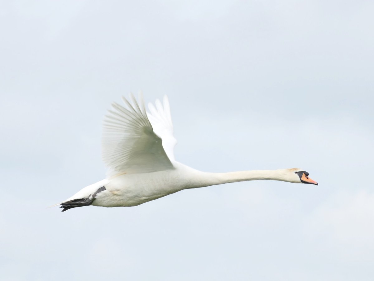 Ochtend in de Onnerpolder #steltkluut #geoordefuut #snor <a href="/vogelnieuws/">Vogelbescherming NL</a> <a href="/GR_Landschap/">Het Groninger Landschap</a>