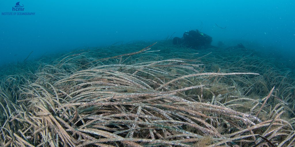 HcmrInOcean's tweet photo. 🌱📷The #MoNaProject in #Albania: #Posidoniaoceanica meadows, a habitat type offering significant #ecosystem services and thus of high conservation priority, were found to characterize much of the studied coasts at depths between 5 - 28 m..➡️https://t.co/i2UU1mgJqn https://t.co/WkaWgyn0XM