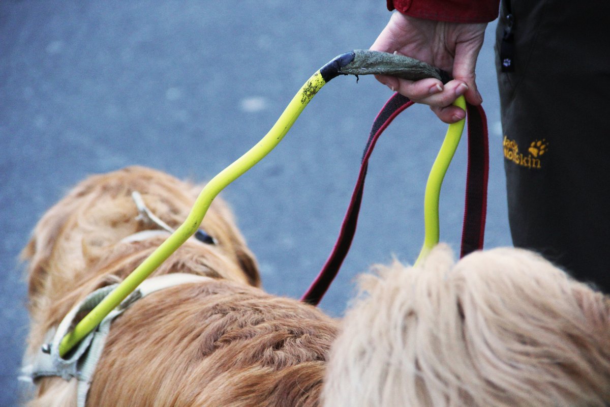 Today is #InternationalGuideDogDay! Almost 50% of the dogs trained by our members are guide dogs (nearly 13,400). Like all #assistancedogs, guide dogs change their partners' lives. These highly-trained dogs look after their partners every step of the way. #dogs #lifechangers