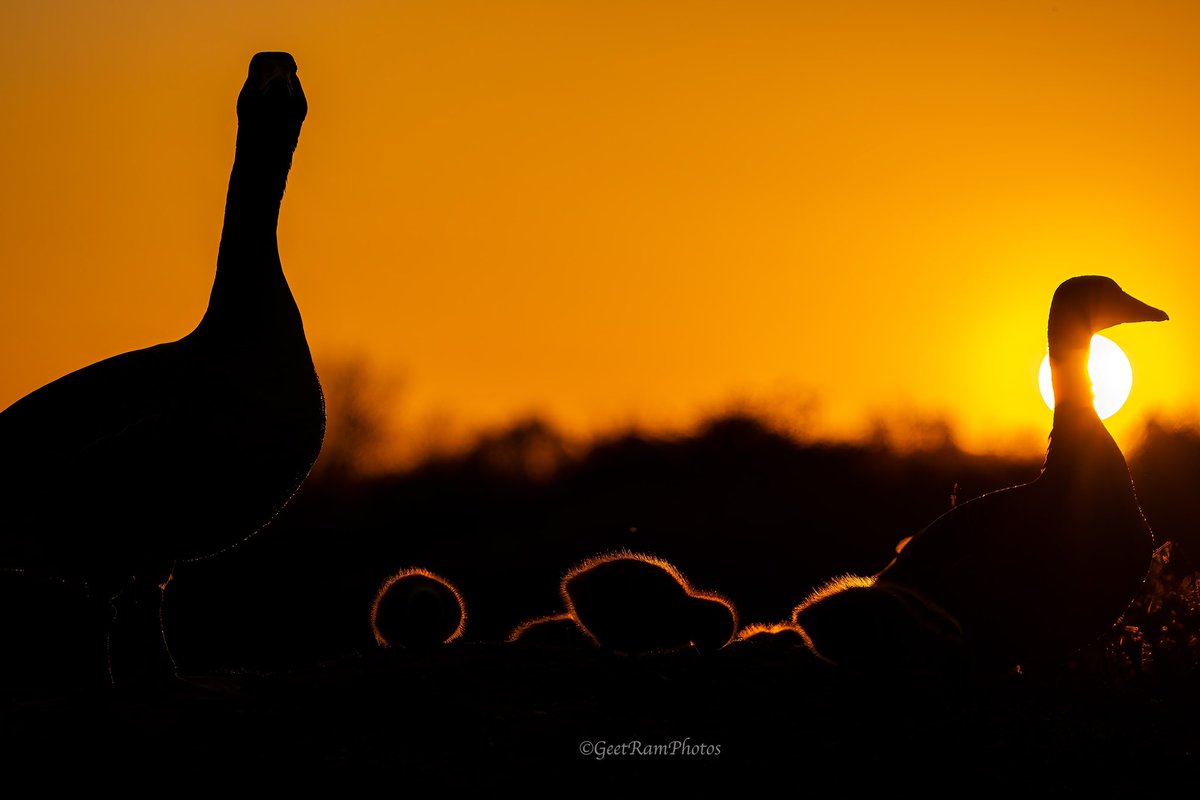 I tried some creative lighting photography recently. Pls let me know your thoughts 😍 @SallyWeather @Sony @SonyPictures @FairlopWaters #wildlifephotography #TwitterNaturePhotography #sunset #goslings #greylag #creative #rspb #birds #NaturePhotography #naturelovers #nofilter