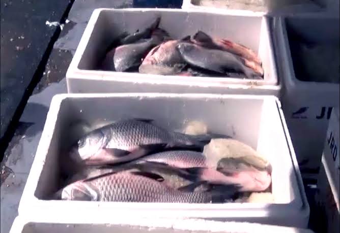 NANDANPRATIM's tweet photo. DO NOT EAT FISH IMPORTED FROM OUTSIDE ASSAM IF POSSIBLE!!
Over 15% poisonous formalin found in fish coming from outside. Besides, presence of 0.003% cadmium, 0.15% arsenic also found. Study carried out within 3 months by a special team from Department of Biology, Nowgong College. https://t.co/GSjLnE3X7U