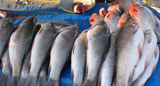 NANDANPRATIM's tweet photo. DO NOT EAT FISH IMPORTED FROM OUTSIDE ASSAM IF POSSIBLE!!
Over 15% poisonous formalin found in fish coming from outside. Besides, presence of 0.003% cadmium, 0.15% arsenic also found. Study carried out within 3 months by a special team from Department of Biology, Nowgong College. https://t.co/GSjLnE3X7U