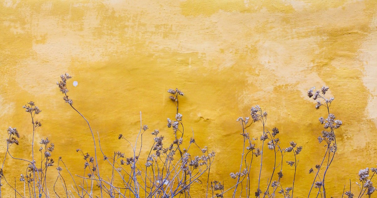 Here's what's new and good at Shakti! Click the link to read this week's newsletter.  - mailchi.mp/b0768cc19888/s…