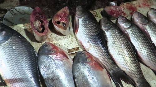 NANDANPRATIM's tweet photo. DO NOT EAT FISH IMPORTED FROM OUTSIDE ASSAM IF POSSIBLE!!
Over 15% poisonous formalin found in fish coming from outside. Besides, presence of 0.003% cadmium, 0.15% arsenic also found. Study carried out within 3 months by a special team from Department of Biology, Nowgong College. https://t.co/GSjLnE3X7U
