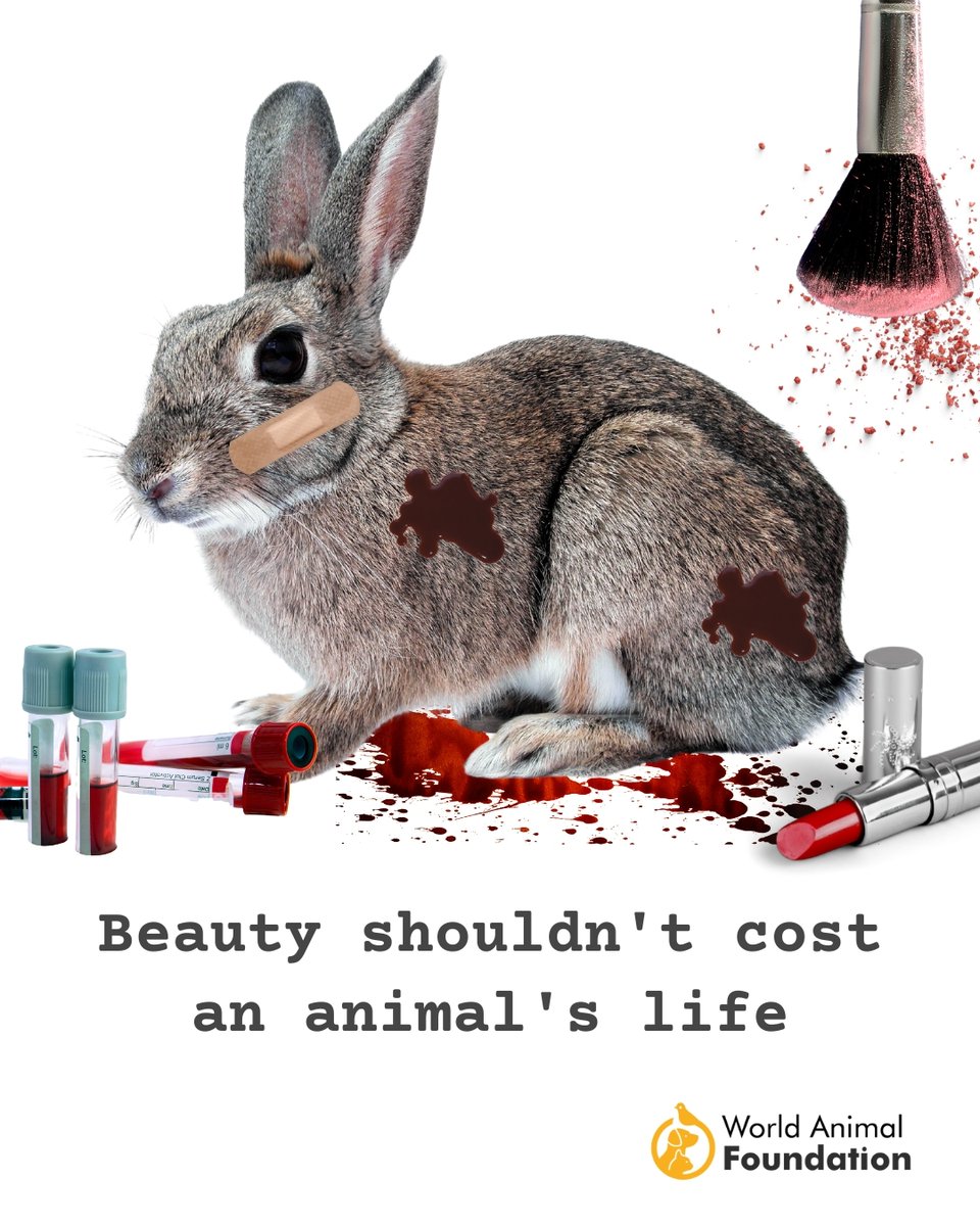 WorldAnimalFdn's tweet image. Imagine you were locked up, subjected to painful experiments &amp;amp; had no say in the matter. This is the reality for millions of innocent animals. This World Week For Animals in Laboratories, let's say NO to animal testing &amp;amp; YES to humane alternatives #StopAnimalTesting #AnimalRights