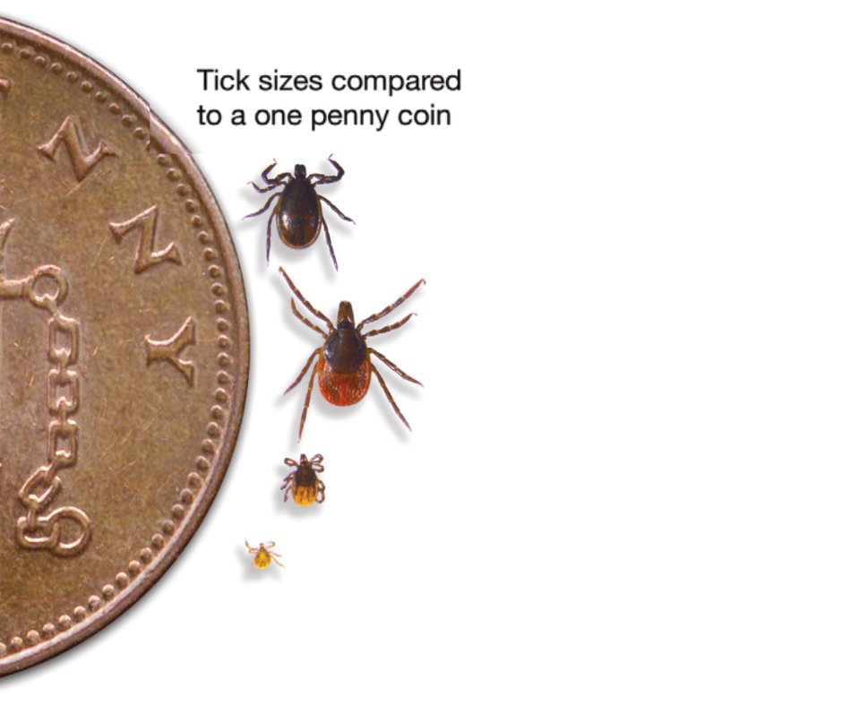 As we head into spring and summer, it’s really important that you are more #tickaware. Some ticks carry disease, which can be passed onto people & animals. To find out the signs of being bitten, how to remove them & the steps to help prevent being bitten: assets.publishing.service.gov.uk/government/upl…