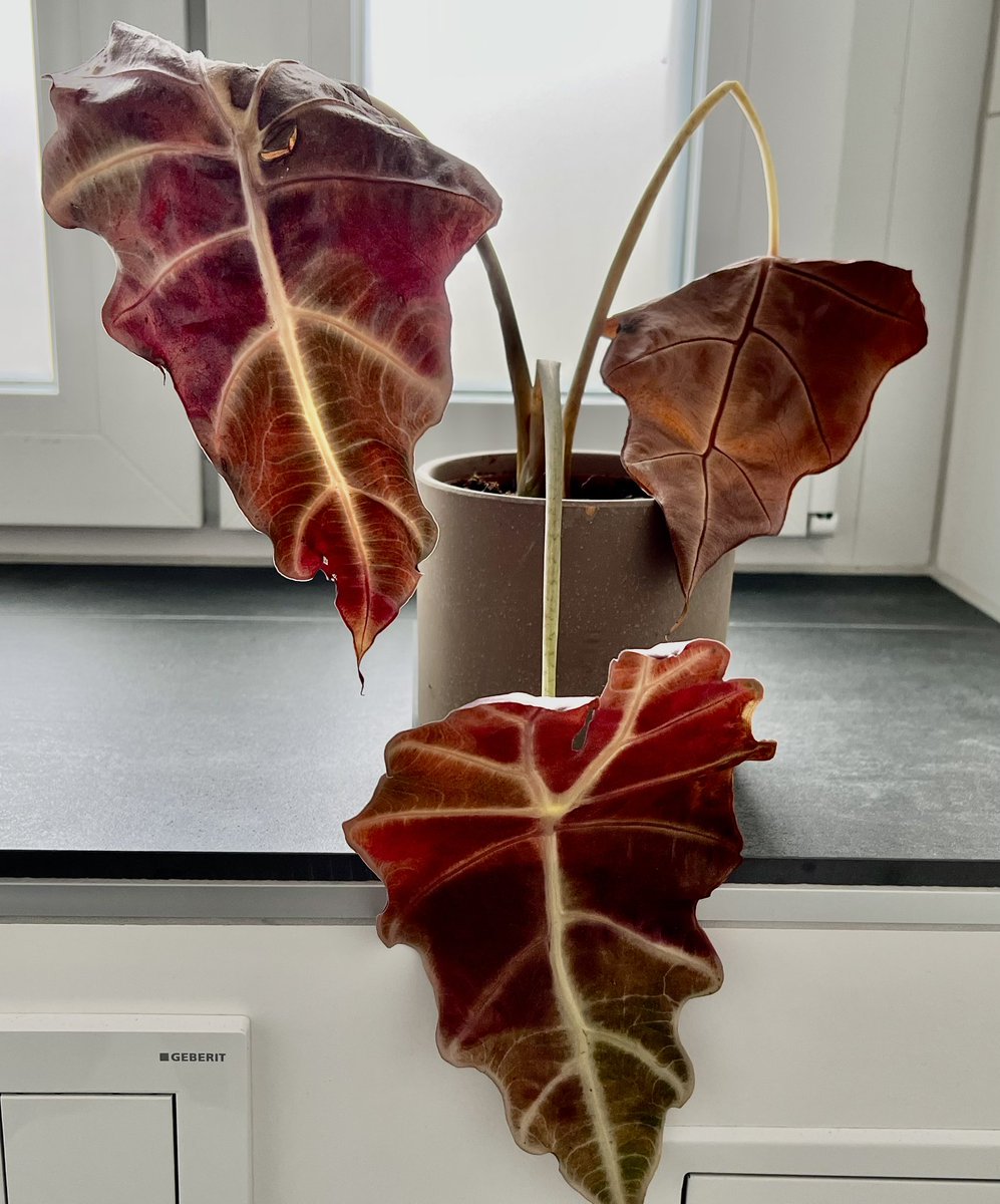 bekkasterz tweet media