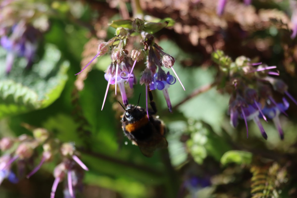 <a href="/CJWildlife/">CJ Wildlife Bird Foods</a> By making sure have varied nectar sources available year round.
