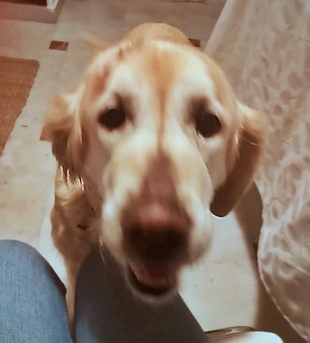 #MÁLAGA
Así, directamente!!. Ya sin excusas ni ná... 🤬

Hoy un individuo ha entregado a ésta abuelita de 13 años en la perrera. Dice que ya no la quiere "porque se cambia de casa, es muy vieja, y se ha convertido en una molestia...".

Es muy difícil dar en adopción a un perro de