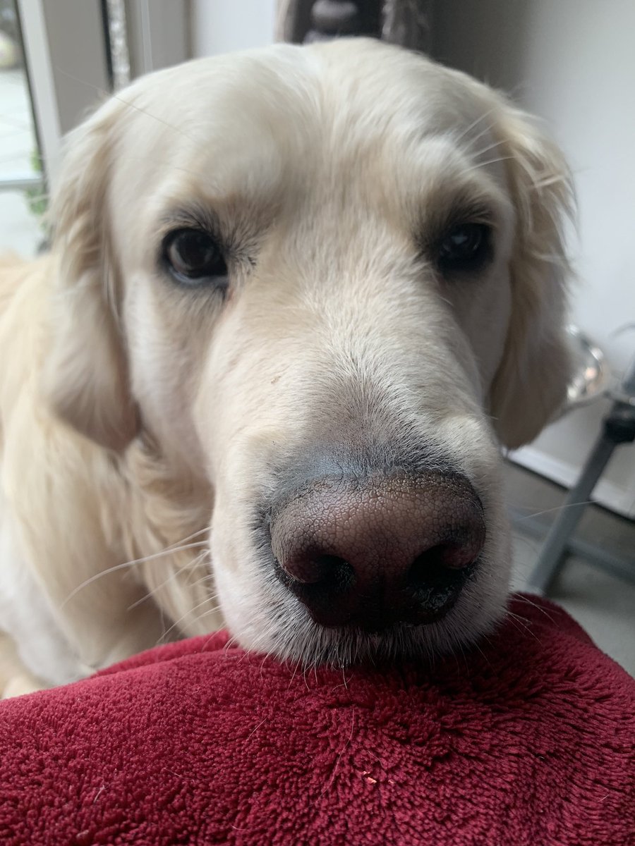 weegoldencooper's tweet photo. Bad man was out again with his dog. Started shouting abuse at mum being very horrible and saying Iβm viscious. I bark now because his dog terrorised me, he canβt just walk past and leave us alone. As you can see Iβm very viscious π #Istandwithcooper #DogTwitter #dogsoftwitter https://t.co/kWcBuiGbCp