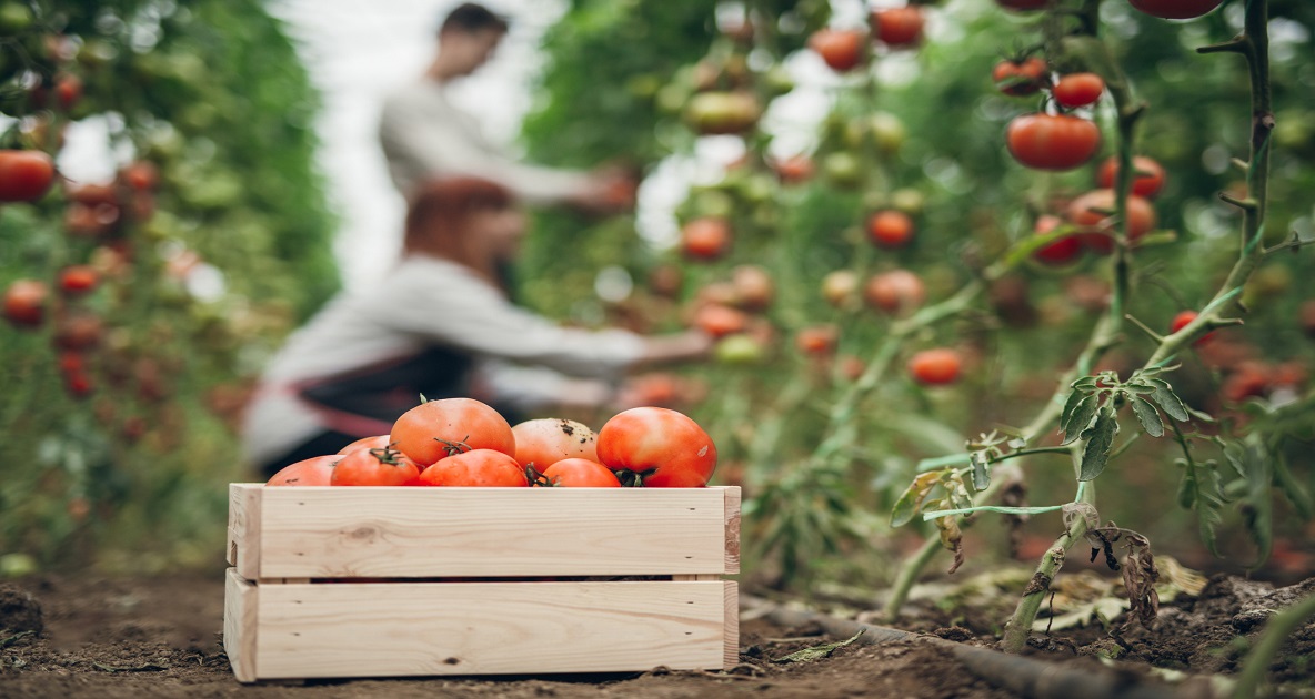 AzioneSunt's tweet photo. 🌱🍎#Agricolturabiologica: Italia ai primi posti in Europa per export di prodotti bio e in Europa i terreni agricoli coltivati con metodo biologico sono aumentati di oltre il 50% tra 2012 e 2020. Scopri i tanti bandi a sostegno delle imprese del settor… https://t.co/W27dCnHXTc