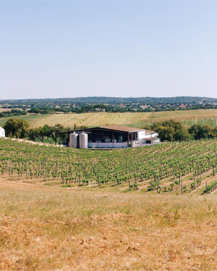 GracecampbellWines tweet media