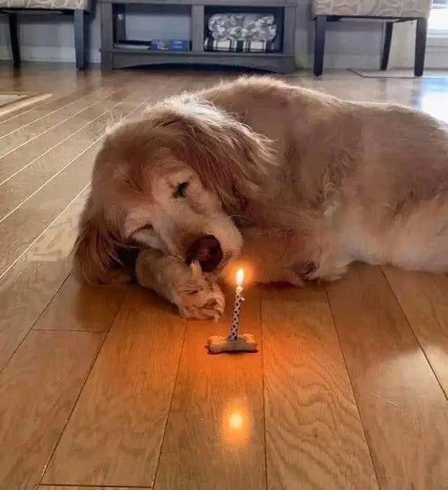 DogLovers03's tweet photo. "Today is this good girl’s 14th birthday! She has been the best dog." https://t.co/u7BtKbqcge
