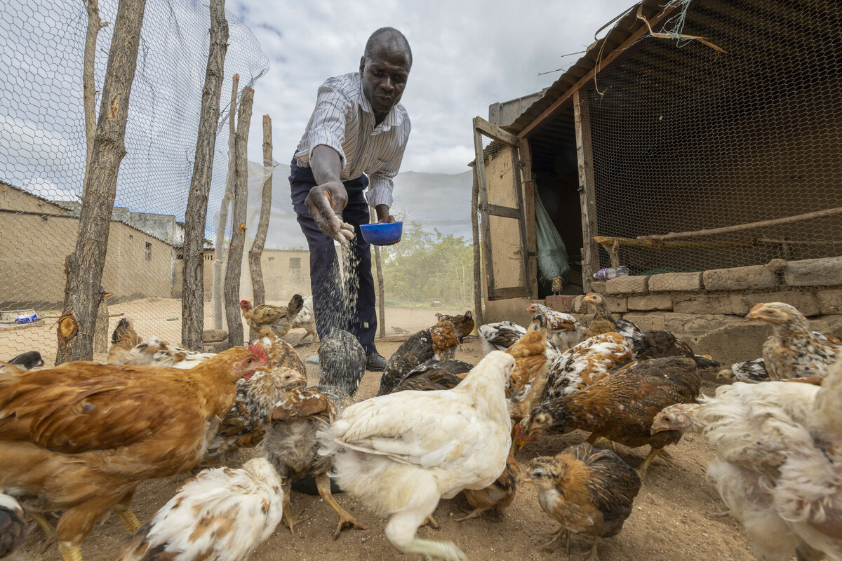 Thanks to <a href="/ZRBFZIM/">Zimbabwe Resilience Building Fund #ZRBF</a>, the #BRACT project in #Zimbabwe is supporting small farmer to improve their production and in turn increase family income. 

For Jevas, he received a solar powered incubator and was trained to make poultry feed using home grown crops.