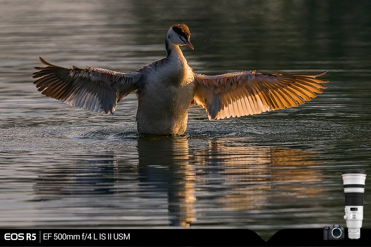 Canon_India's tweet photo. Enjoying the sun and water.
#CapturedOnCanon by our #EOSAmbassador J Rajput.
Camera: Canon EOS R5
Lens: Canon EF 500mm f/4 L IS II USM
#CanonIndia #WildlifePhotography #BirdPhotography #Photography #CanonPhotography #DelightingYouAlways https://t.co/33iauIkScP