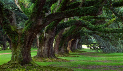 Trees and turf grass - can they relate? My arborist friend, Faith, says when these two get together nobody's happy. If you really want turf grass under your tree, she has a mix that I've shared on my website. There are alternatives to turf grass.
 gardenbite.com/trees-and-gras…