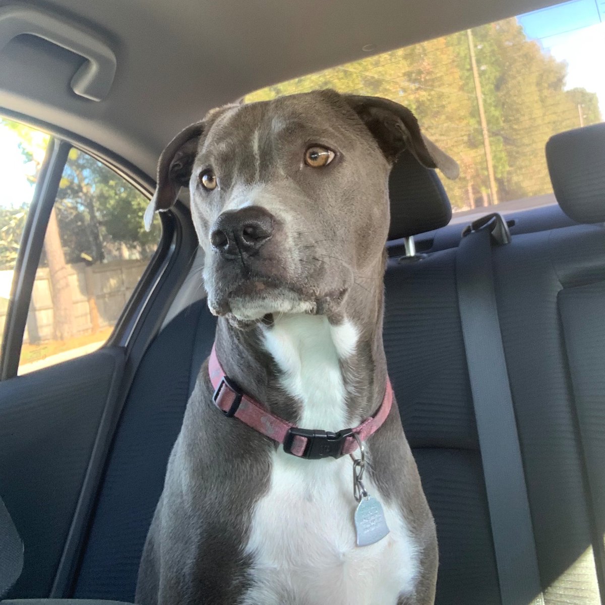 💥💥🎶HAPPY  BIRTHDAY ROXY💥💥🎶
I  am  2  ❤️❤️❤️❤️❤️❤️❤️❤️❤️❤️❤️
#dogs #dogsoftwitter #DogsOnTwitter #CatsOfTwitter #woof #bark #dogsarefamily #pets #petslovers #doglovers