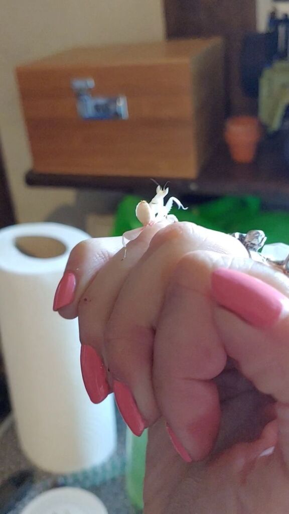 Skullpturas's tweet photo. Feeling very pink here lately 🌸 This is Barbie, the orchid mantis.
Skull ring is @slab_jewellery
Coffin ring is @silverjewelryexim925
#mantis #pink #barbie #spring #mantis https://t.co/vwt7e1Ywsg https://t.co/rkuDfAC26U