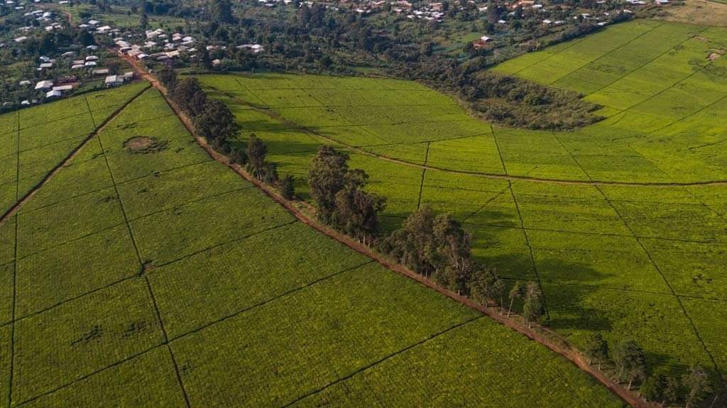 Dschang vue du ciel, tu ajoutes un château avec des vignes, tu le baptistes domaine Kenfack de Dordogne