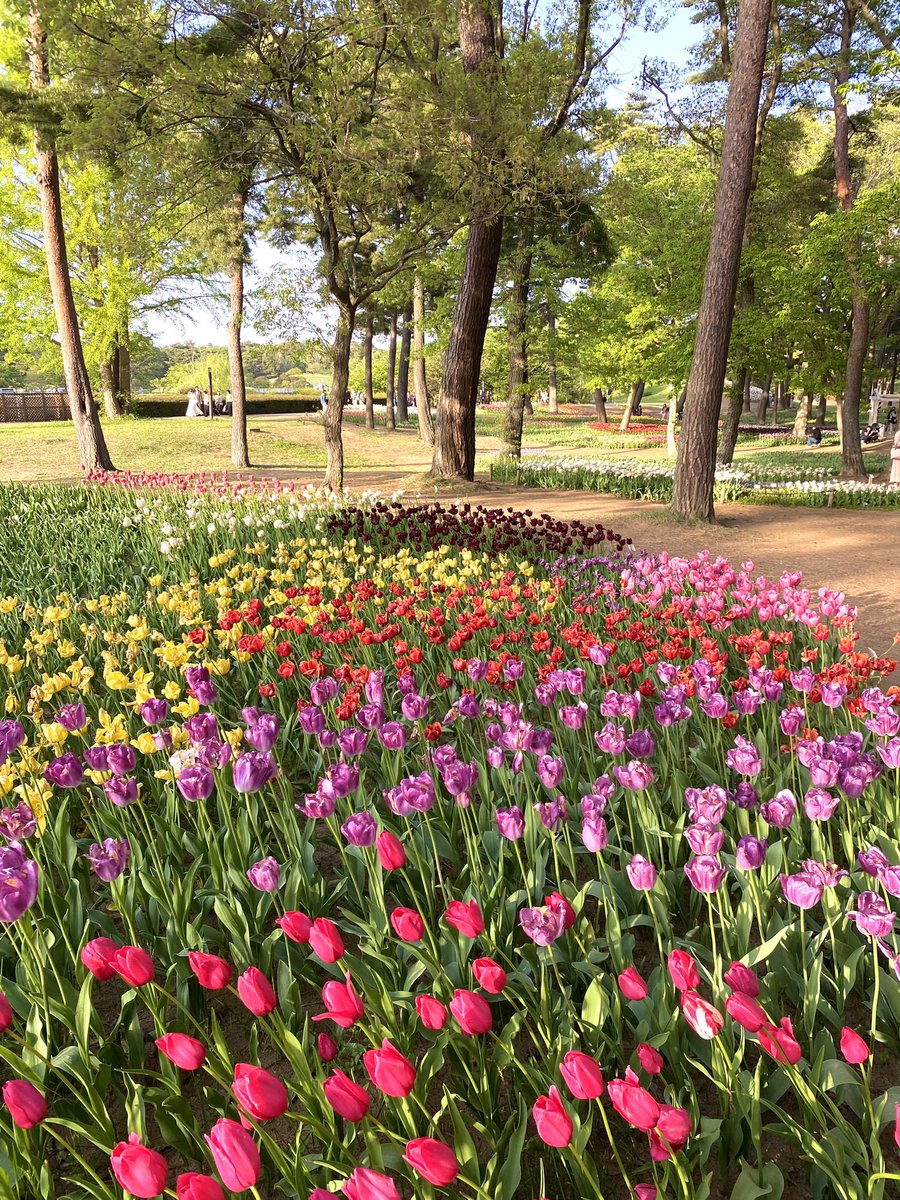 こんばんは✨ 国営ひたち海浜公園にて🌳 🌷満開のチューリップ🌷 2023/04/22 今日も一日お疲れ様でした🌉