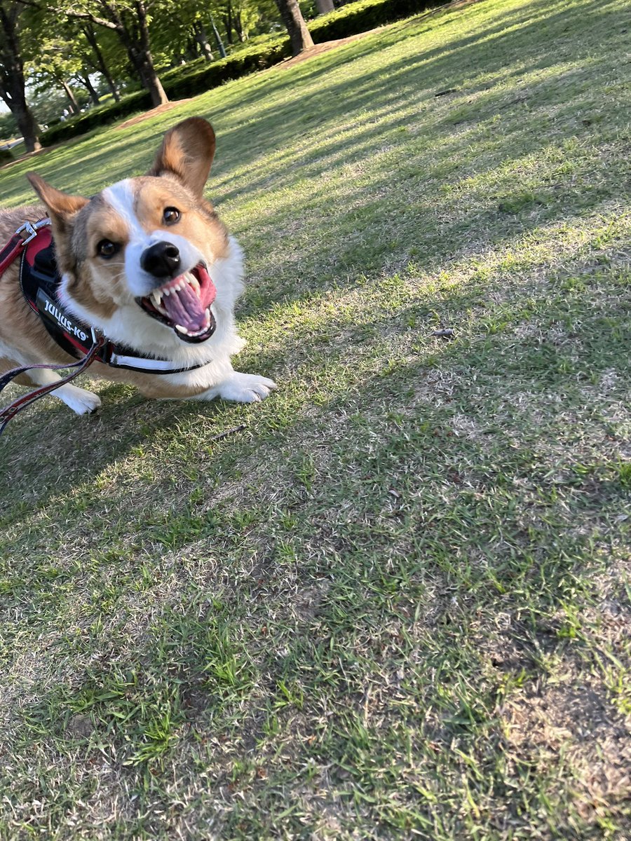 ChannelCorgi's tweet photo. https://t.co/H4qRMFIkzs