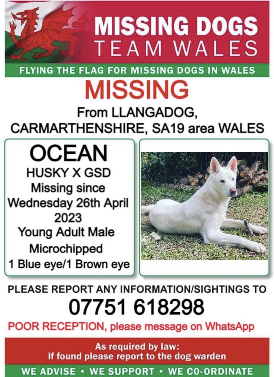 ❗️❗️OCEAN, MISSING FROM #LLANGADOG, #CARMARTHENSHIRE #SA19 area #WALES ❗️
❗️SINCE WEDNESDAY, 26th APRIL 2023.
❗️PLEASE WATCH OUT FOR OCEAN❗️❗️ DUE TO POOR PHONE RECEPTION IF NO REPLY TO NUMBER PLEASE USE WhatsApp OR MESSENGER IF POSSIBLE  ❗️❗️