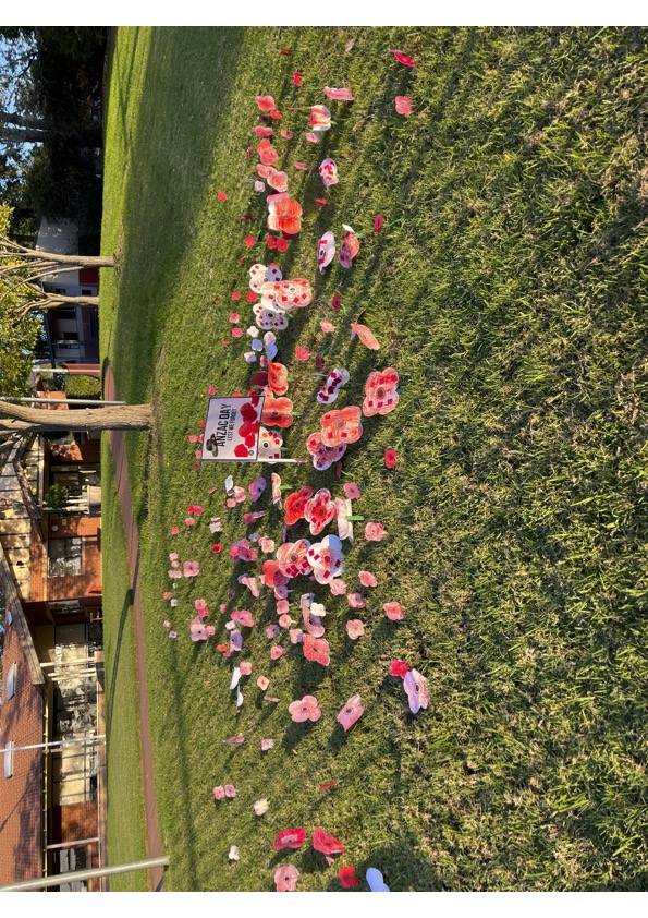 JessicaR357's tweet photo. Field of Poppies today at our Infant's ANZAC ceremony. #acued_p https://t.co/3WFVpbDBOY