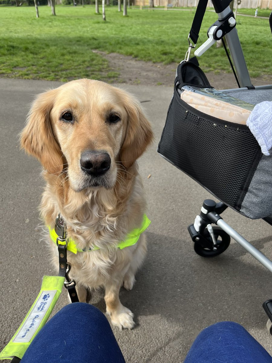 This is my unimpressed face.

Apparently it’s #InternationalGuideDogDay & none of you got me carrots.

What does a hard working pawfessional have to do for a little appreciation?!