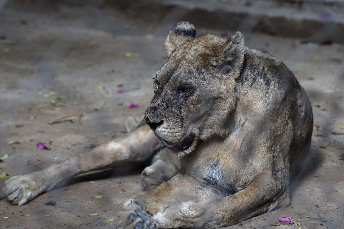 its_ovais's tweet photo. If #NoorJehan’s suffering was not enough, these r the lions of Karachi Zoo. Plz raise ur voice to close all Zoos in Pak & transfer these animals to thr natural habitat. The suffering of these animals is unnecessary & can be easily ended. #CloseAllZoosInPak #KarachiZoo https://t.co/FeMT4hL6Ei