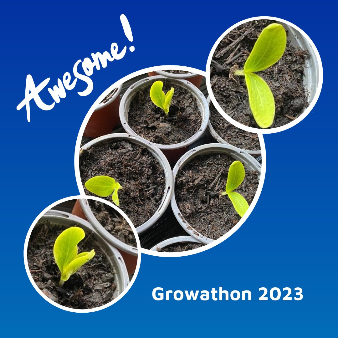 The Credo Care Growathon 3.0 is on! 🌱

At Credo Care, we have many foster families, support workers and staff taking part in our annual Growathon.  Stay tuned for updates to see how we get on.

#credocare #fostercare #specialistfostercare #fostercareawareness #fromtinyseeds